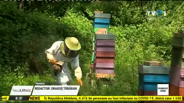 Pandemia, buna pentru albine