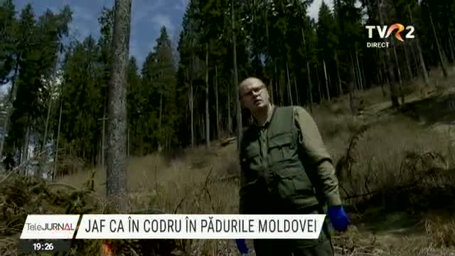 Furt ca în codru în pădurile Moldovei