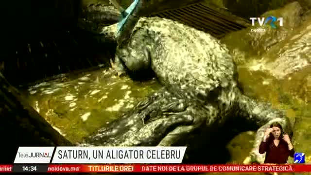 Aligator 