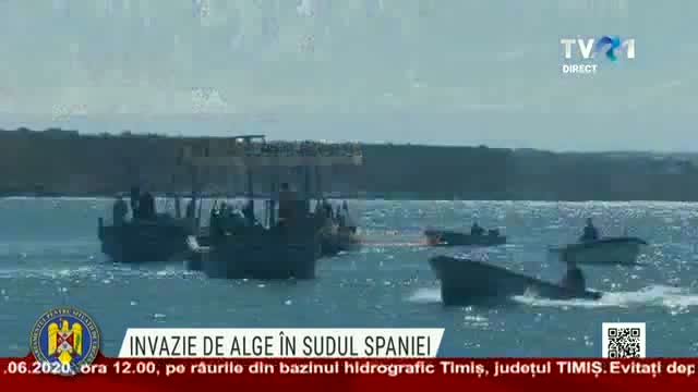 Invazie de alge in Spania 
