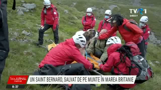 Saint Bernard salvat de pe munte