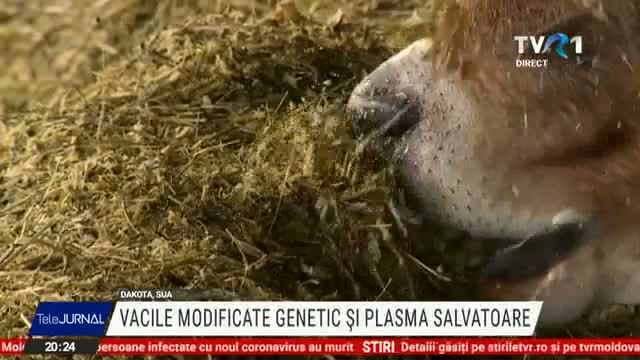 Vacile modificate genetic și plasma salvatoare