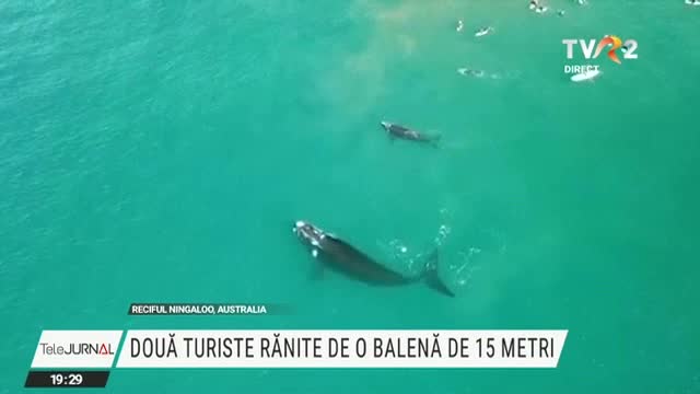 Turiste rănite de o balenă