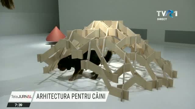 Arhitectura pentru caini 