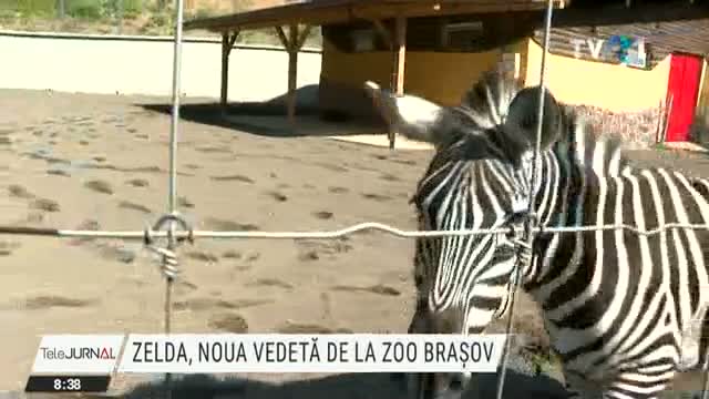 Zelda, noua vedetă de la Zoo Brașov