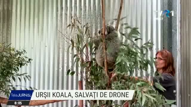 Koala salvati cu drone 