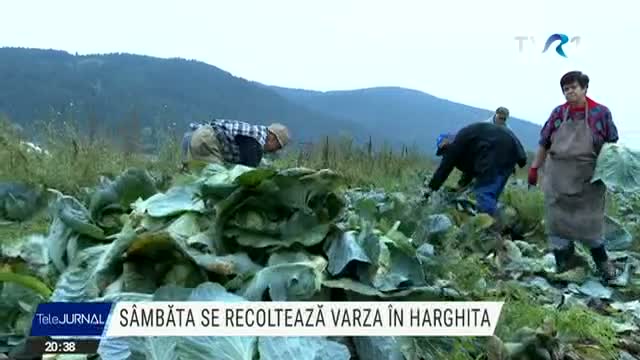 Sâmbăta se recoltează varza în Harghita
