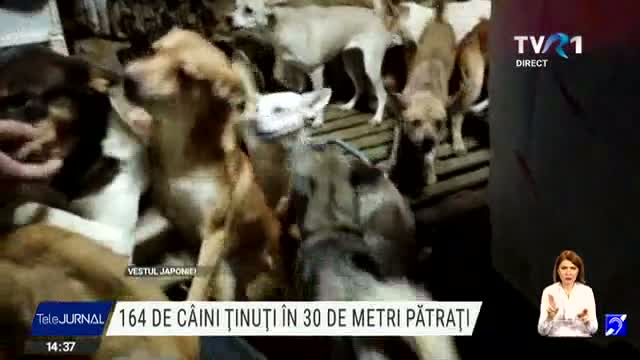 164 de câini ținuți în 30 de metri pătrați