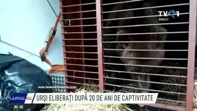 Urși eliberați după 20 de ani în captivitate
