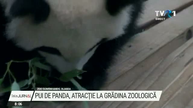 Pui de panda uriaș la Zoo în Olanda 