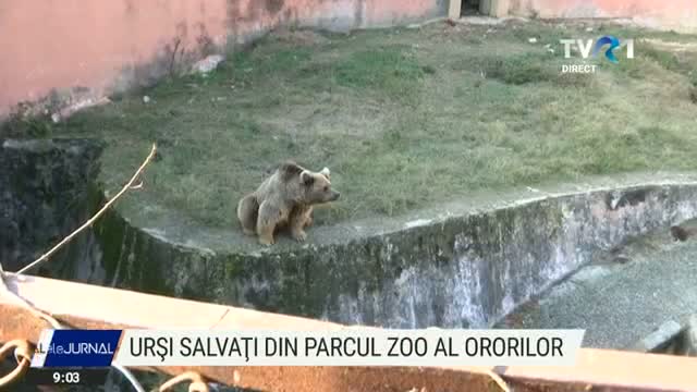 Ursi salvati din Parcul zoo 