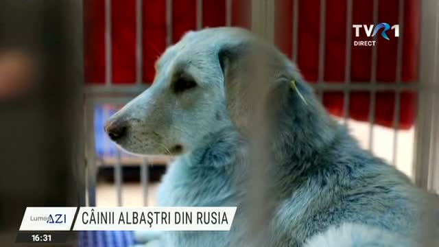 Câinii albaștri din Rusia