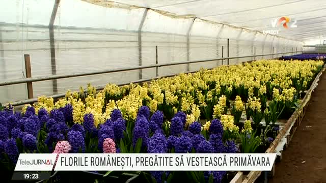 Florile românești, pregătite să vestească primăvara