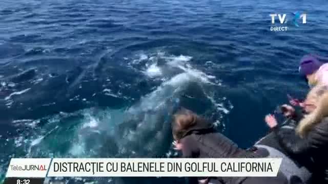 Distractie cu balene