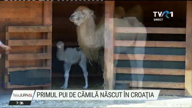 Primul pui de camila nascut in Croatia