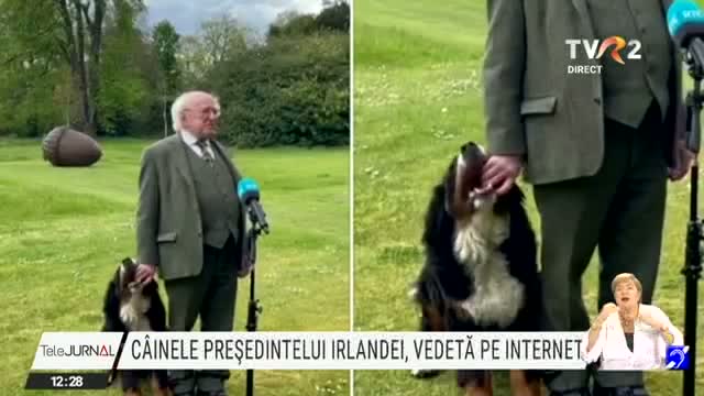 Câinele președintelui Irlandei, vedetă pe Internet