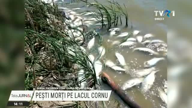 Pești morți pe lacul Cornu
