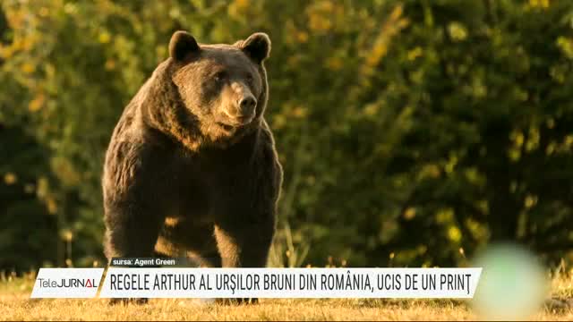 Ursul Arthur