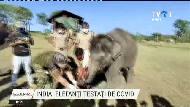 Elefanti testati pentru COVID-19
