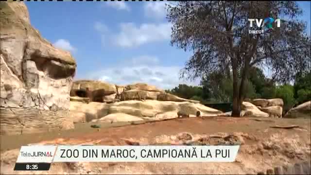 Zoo din Maroc, campioana la pui