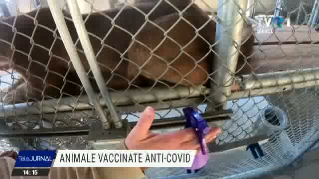 Animale vaccinate anti-COVID