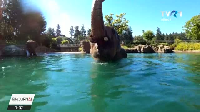Elefanti in piscina 