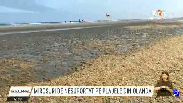 Mirosuri de nesuportat pe plajele din Olanda