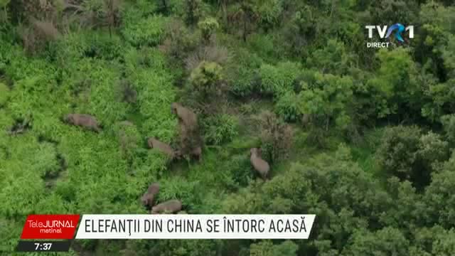 Elefanții din China se intorc acasă