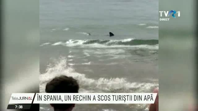 In Spania, un rechin a scos turiștii din apă