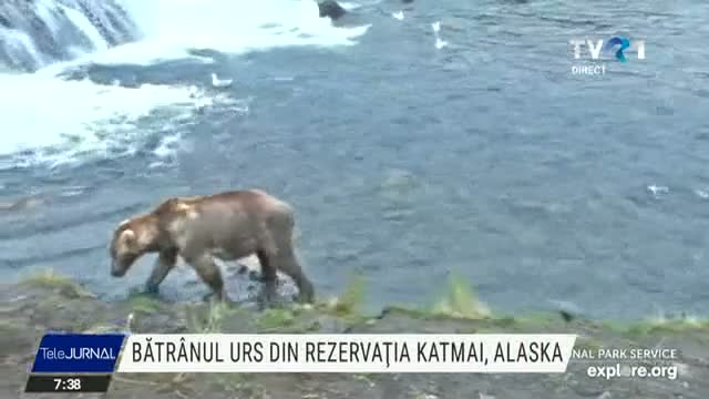 Batranul urs din Alaska