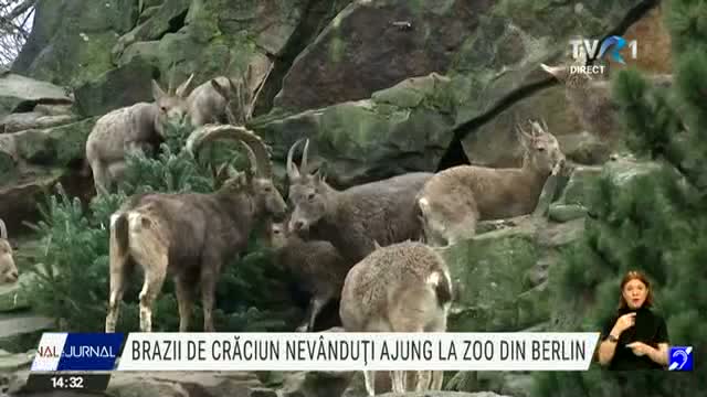 Brazii nevânduți ajung la Zoo Berlin