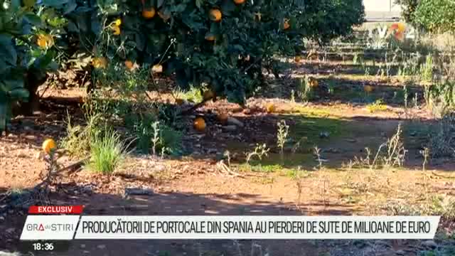 Producatorii de portocale din Spania pierd milioane de euro