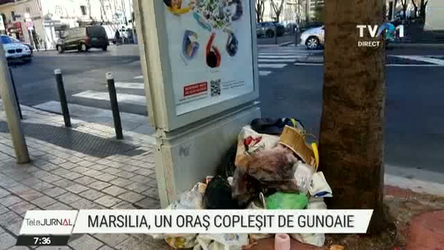 Marsilia sufocata de gunoaie