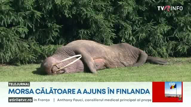 Morsa călătoare a ajuns în Finlanda