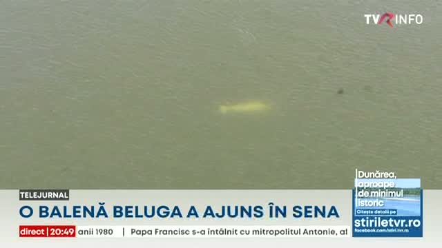 Balenă în Sena 