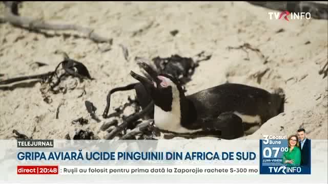 Gripa aviară ucide pinguinii din Africa de Sud
